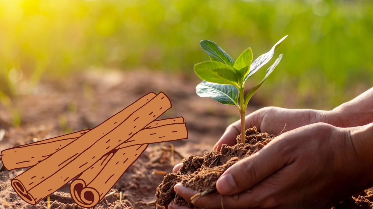 La impresionante razón por la que miles de personas ponen canela a sus plantas 